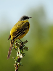 Motacilla flava