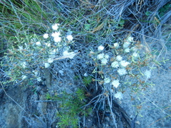 Dicerothamnus adpressus