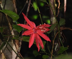 Passiflora glandulosa