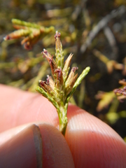 Dicerothamnus adpressus