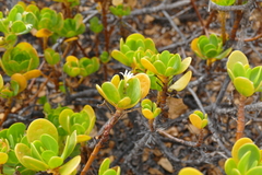Scaevola plumieri