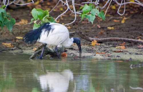 Malagasy Sacred Ibis