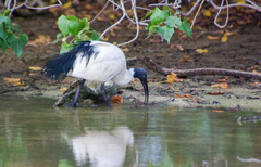 Threskiornis bernieri abbotti