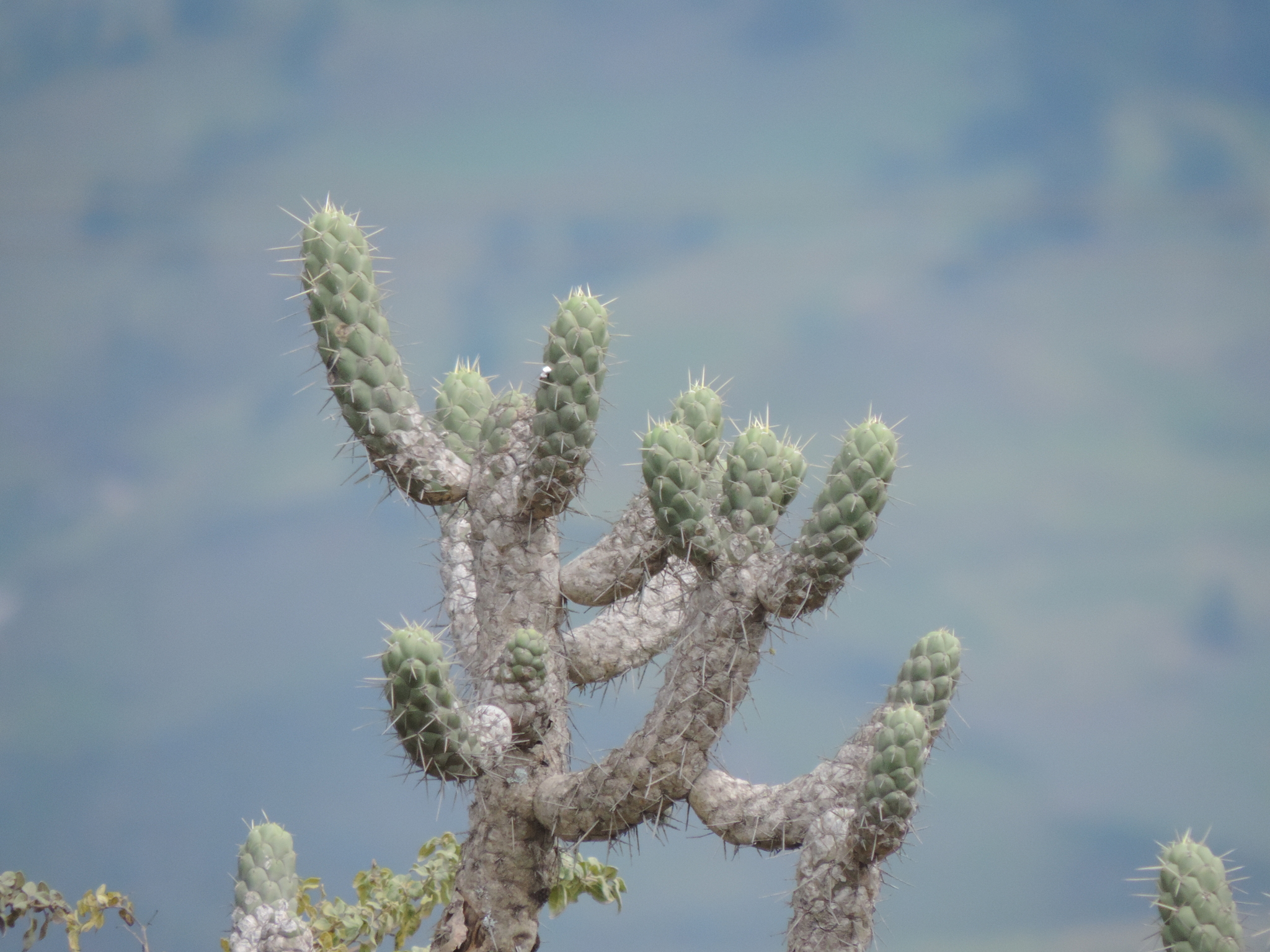 Austrocylindropuntia cylindrica image