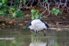 Threskiornis bernieri abbotti
