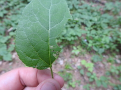 Stigmella populetorum