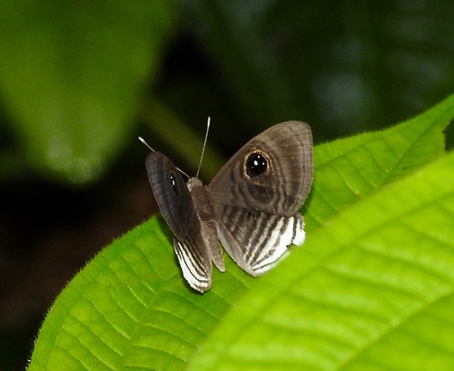 Mesosemia melaene