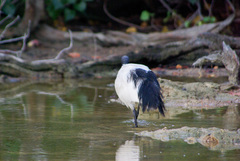 Threskiornis bernieri abbotti