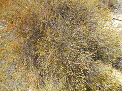 Dicerothamnus adpressus