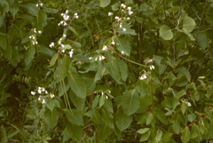 Apocynum × floribundum