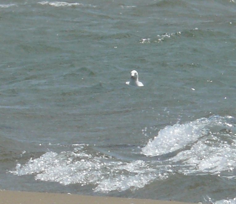 Slender-billed Gull