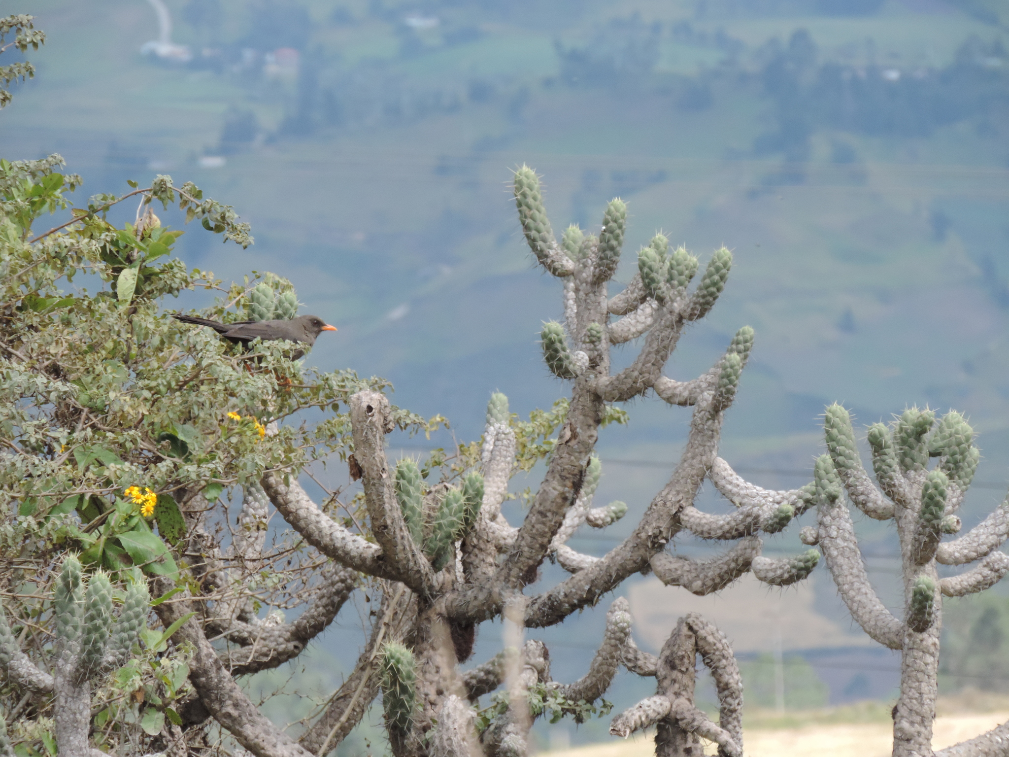 Austrocylindropuntia image