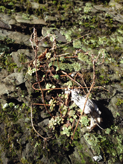 Sedum glaucophyllum