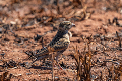 Chestnut-Backed Sparrow-Lark photo 5