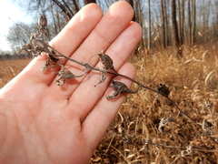 Aureolaria pectinata