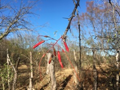 Fouquieria macdougalii