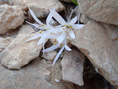 Colchicum antilibanoticum