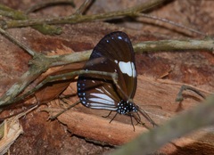 Euploea radamanthus