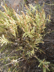 Myrovernix glandulosus