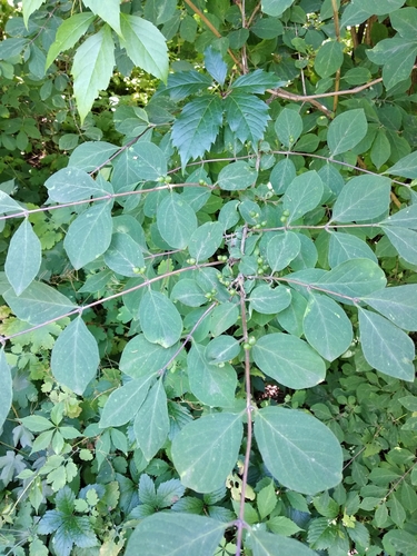 Lonicera demissa iNat (1)