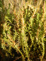 Myrovernix glandulosus