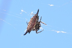 Gasteracantha diardi