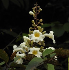 Anemopaegma