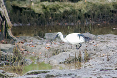 Threskiornis bernieri abbotti