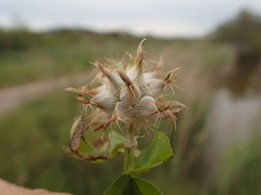Trifolium spumosum