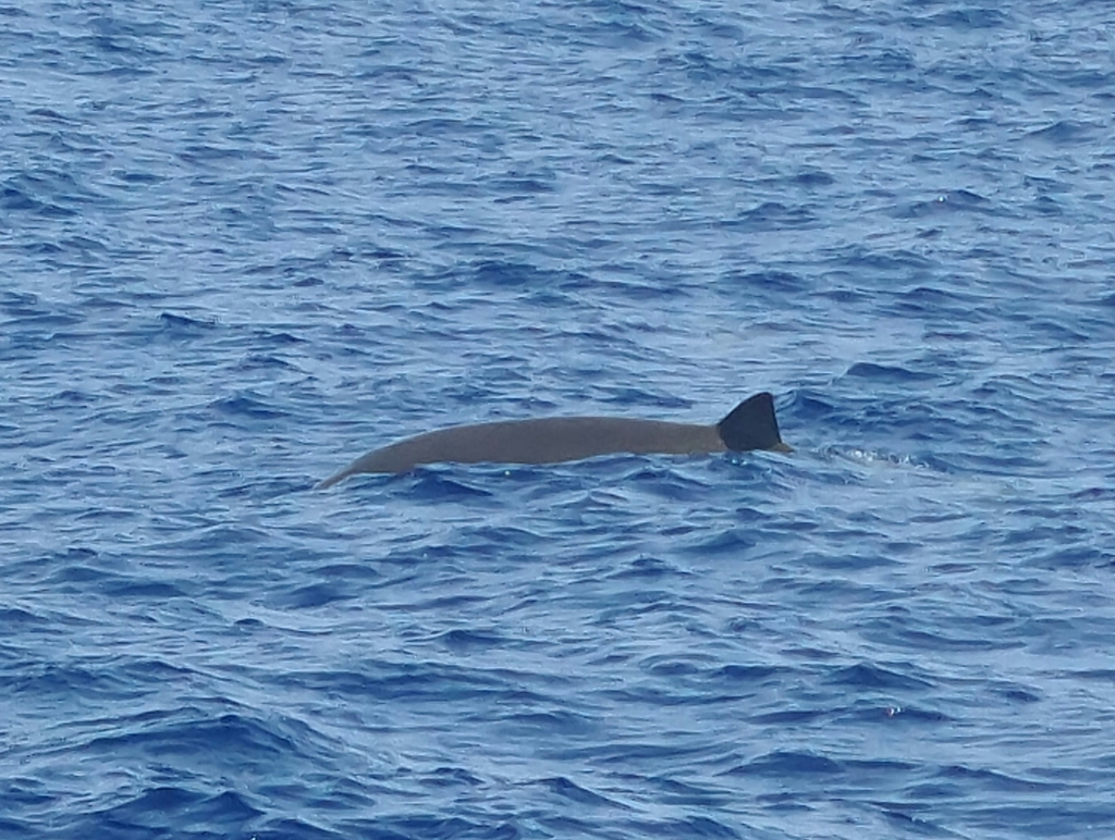 blainville-s-beaked-whale-from-portugal-on-june-26-2023-at-03-50-pm-by