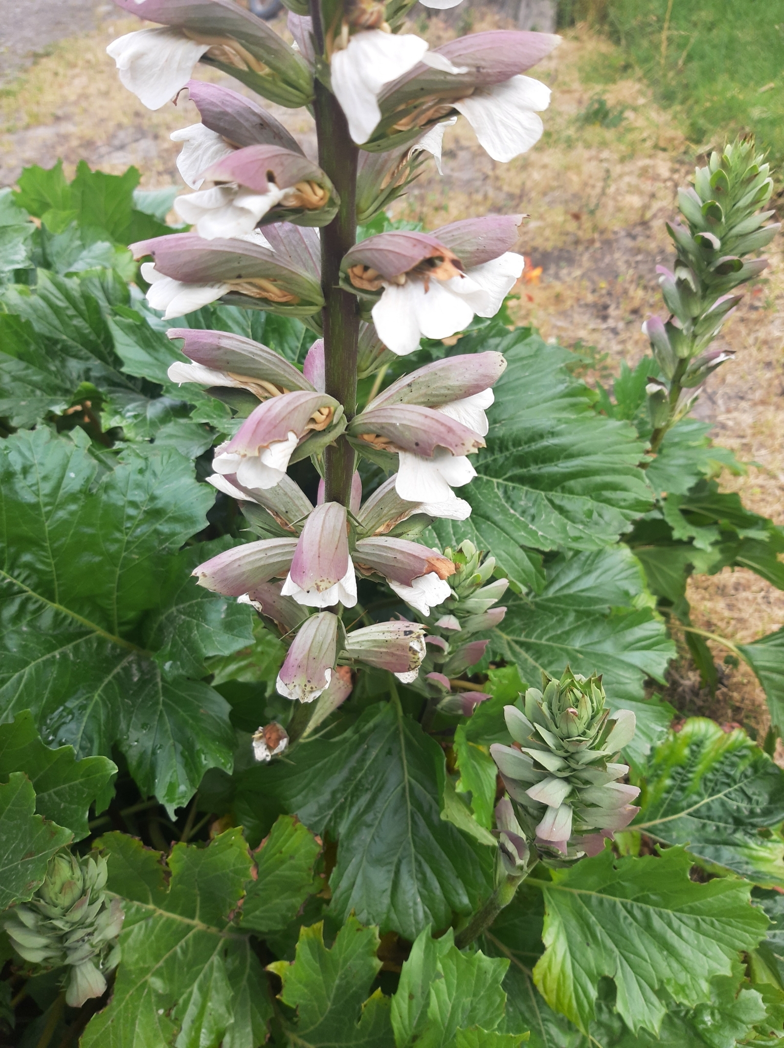 Acanthus mollis image