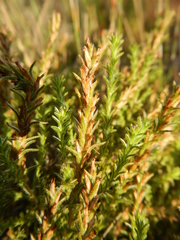Myrovernix glandulosus