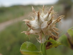 Trifolium spumosum