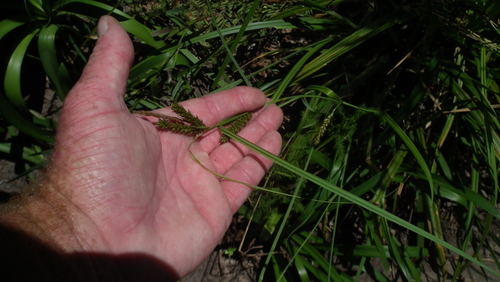 Carex aethiopica (Carex aethiopica)