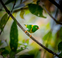 Yellow-Collared Chlorophonia photo 3
