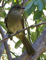 Andropadus importunus