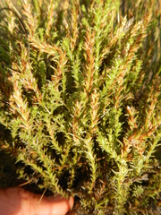 Myrovernix glandulosus