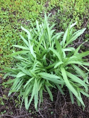 Deinandra clementina