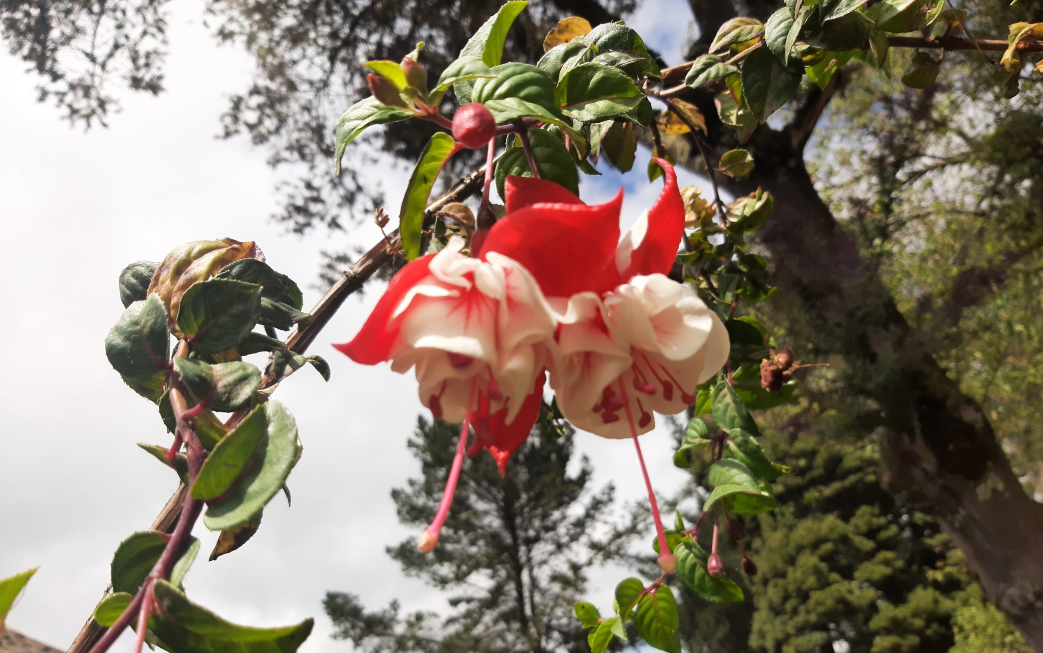 Fuchsia hybrida image