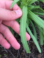 Deinandra clementina