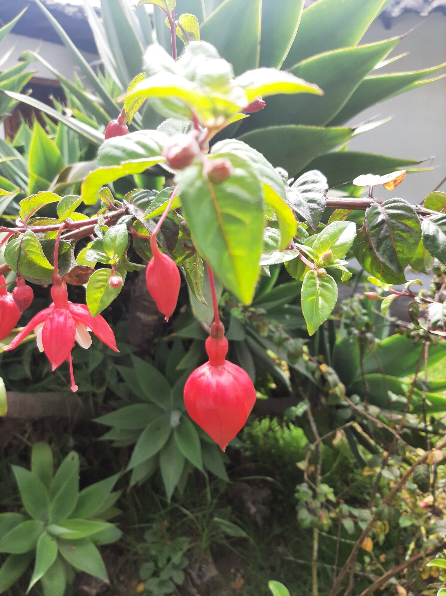 Fuchsia hybrida image