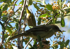 Andropadus importunus