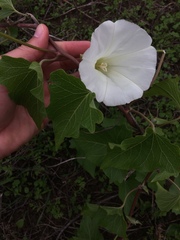 Calystegia macrostegia amplissima