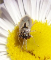 Geocoris pallens