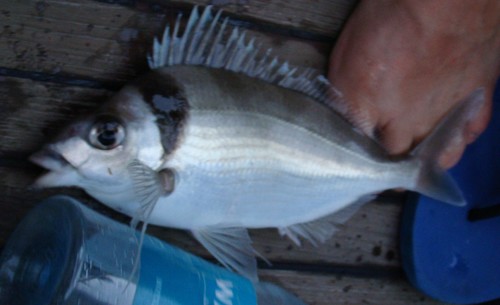 Deep sea perch (Nemadactylus macropterus) — Cheilodactylidae — 2
