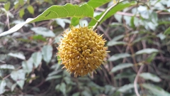 Uncaria africana image