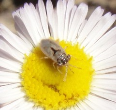 Geocoris pallens