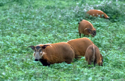Red River Hog