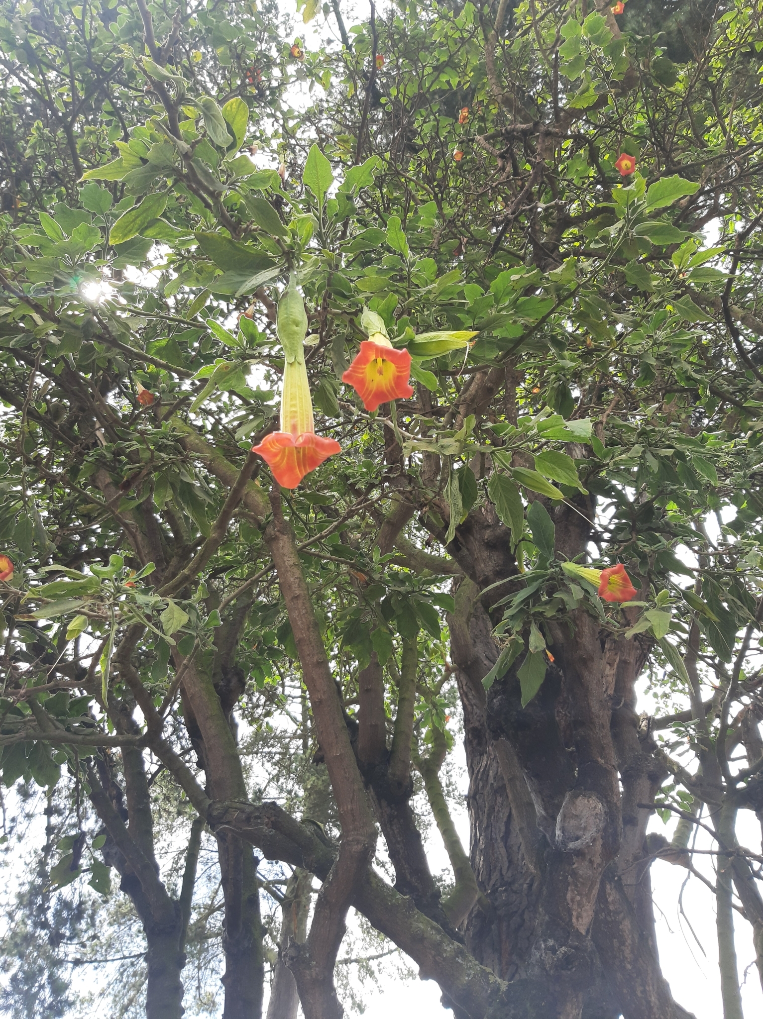 Brugmansia sanguinea image