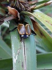 Popillia bipunctata